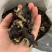 毛木耳一件50斤价格美丽