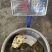 外塘冷水甲鱼团鱼脚鱼老鳖花公甲鱼包活品质高