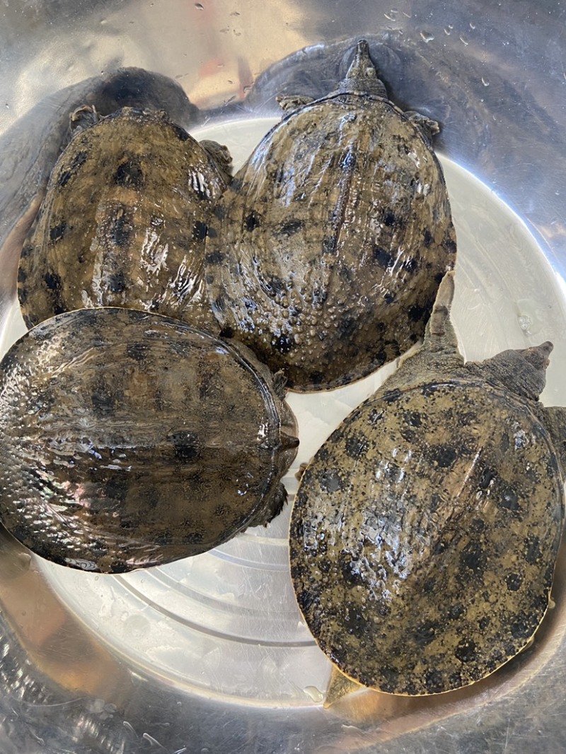 外塘冷水甲鱼团鱼脚鱼老鳖花公甲鱼包活品质高