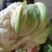 工厂菜花质量稳定价格合适