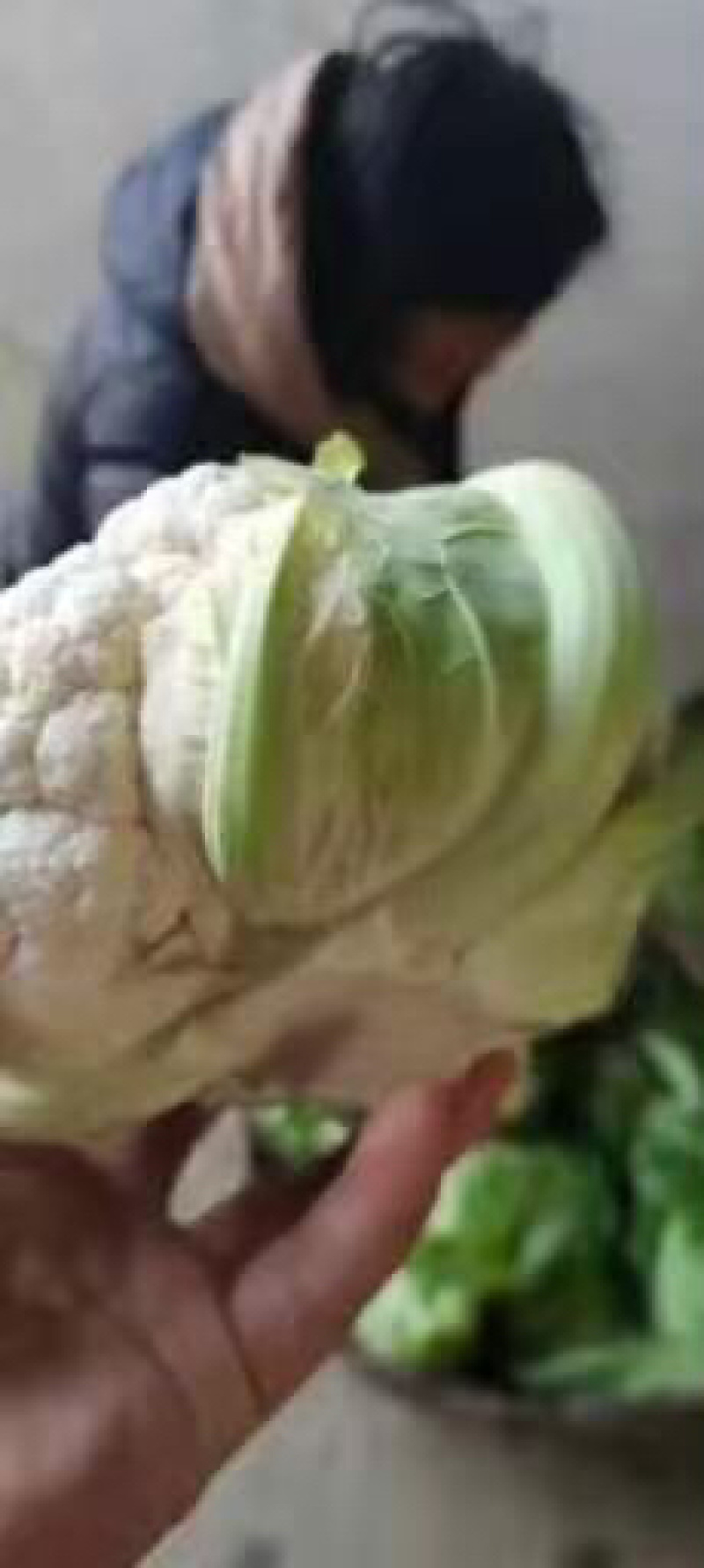 工厂菜花质量稳定价格合适