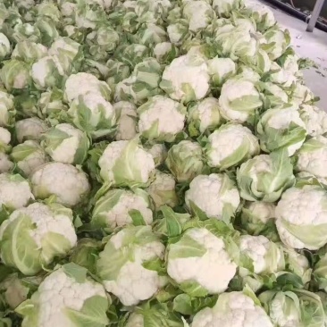 工厂菜花质量稳定价格合适