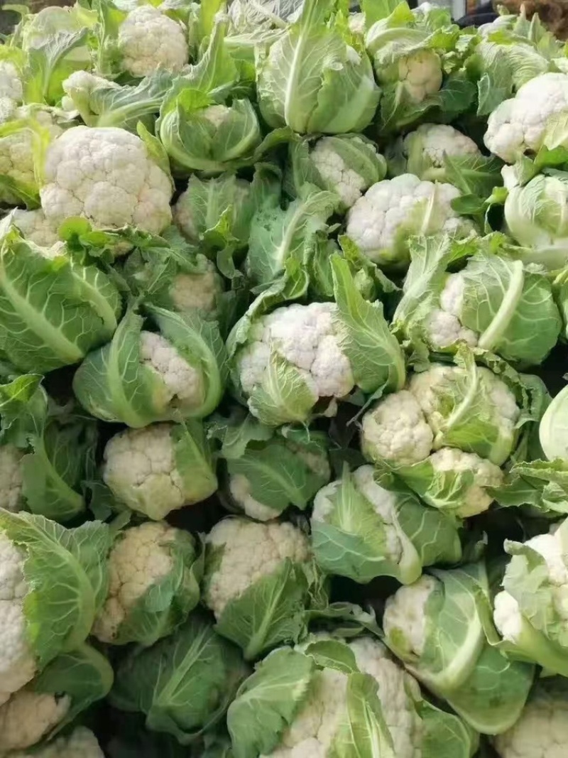 工厂菜花质量稳定价格合适