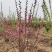 榆叶梅干枝花重瓣榆叶梅鲜切花水瓶插花嫩条量大优惠