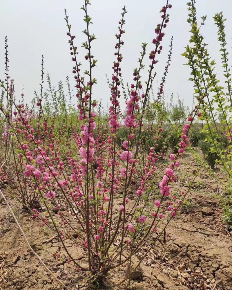 榆叶梅干枝花重瓣榆叶梅鲜切花水瓶插花嫩条量大优惠