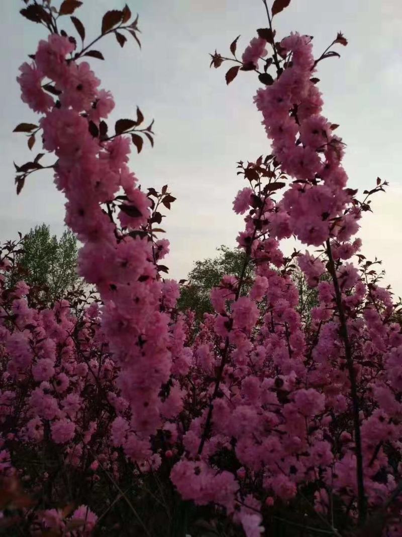 榆叶梅干枝花重瓣榆叶梅鲜切花水瓶插花嫩条量大优惠