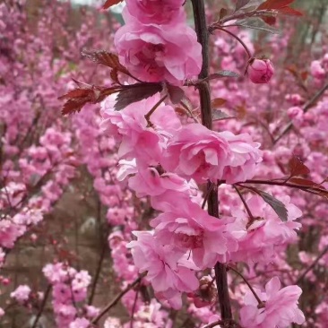 榆叶梅干枝花重瓣榆叶梅鲜切花水瓶插花嫩条量大优惠