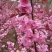榆叶梅干枝花重瓣榆叶梅鲜切花水瓶插花嫩条量大优惠