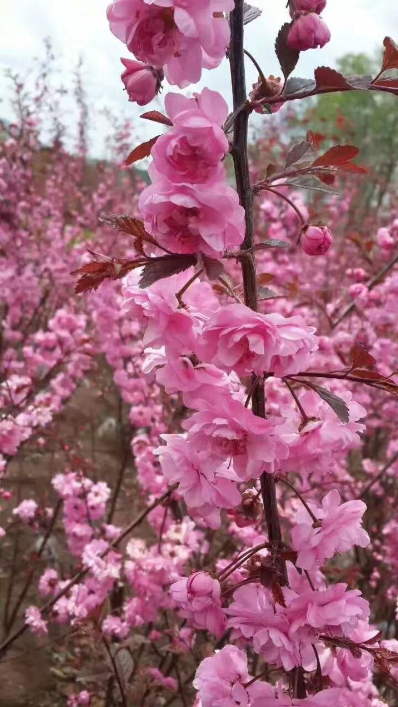 榆叶梅干枝花重瓣榆叶梅鲜切花水瓶插花嫩条量大优惠