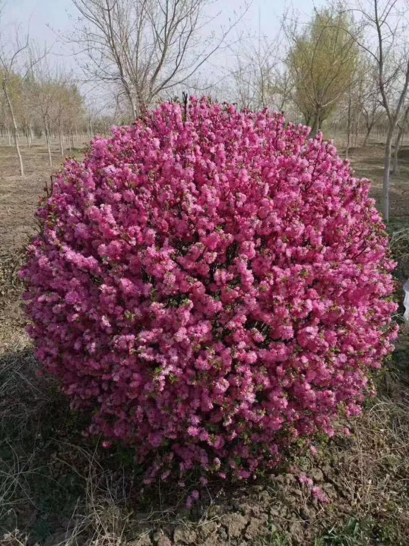 榆叶梅干枝花重瓣榆叶梅鲜切花水瓶插花嫩条量大优惠