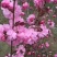 榆叶梅干枝花重瓣榆叶梅鲜切花水瓶插花嫩条量大优惠