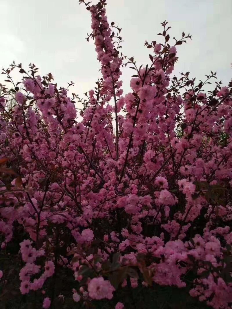 榆叶梅干枝花重瓣榆叶梅鲜切花水瓶插花嫩条量大优惠