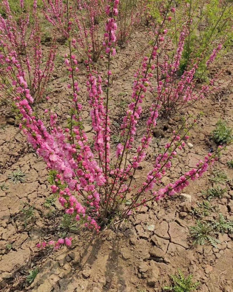 榆叶梅干枝花重瓣榆叶梅鲜切花水瓶插花嫩条量大优惠