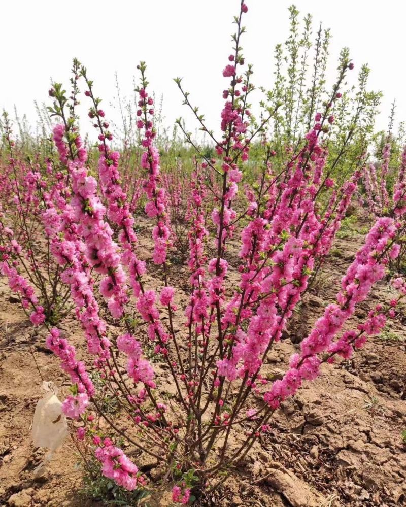 榆叶梅干枝花重瓣榆叶梅鲜切花水瓶插花嫩条量大优惠