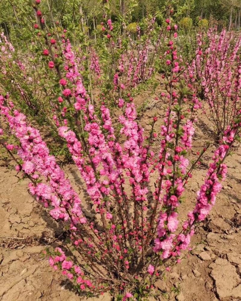 榆叶梅干枝花重瓣榆叶梅鲜切花水瓶插花嫩条量大优惠