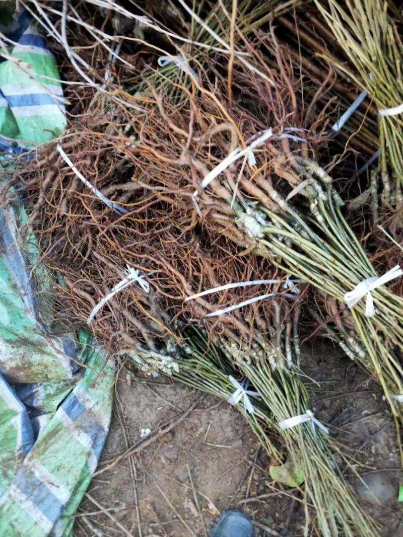 【开业大吉】正宗嫁接大板栗大红袍板栗苗可视频看货