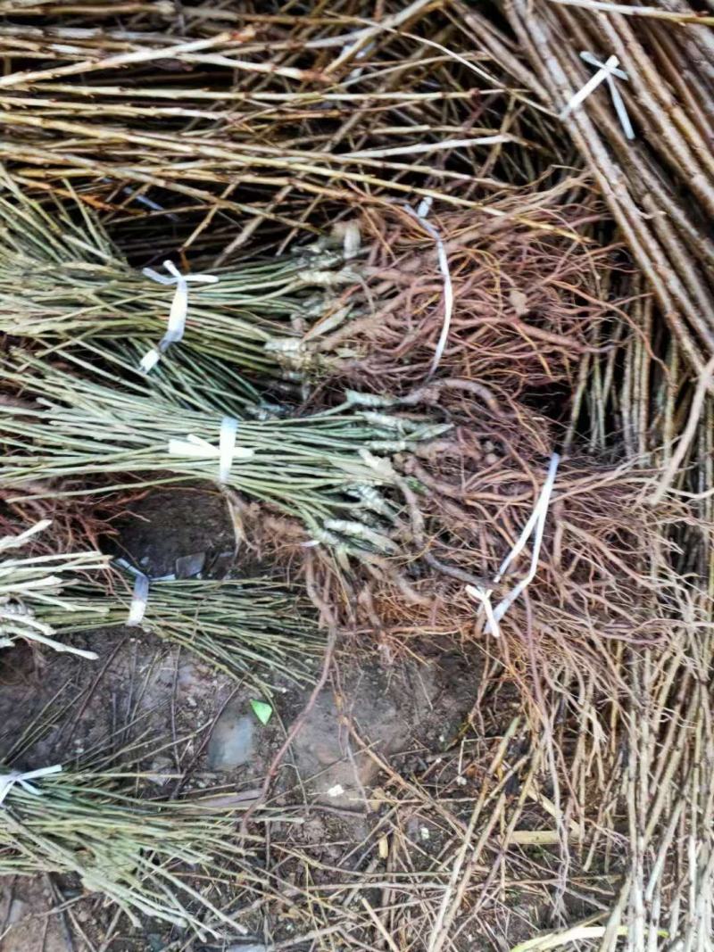 【开业大吉】正宗嫁接大板栗大红袍板栗苗可视频看货
