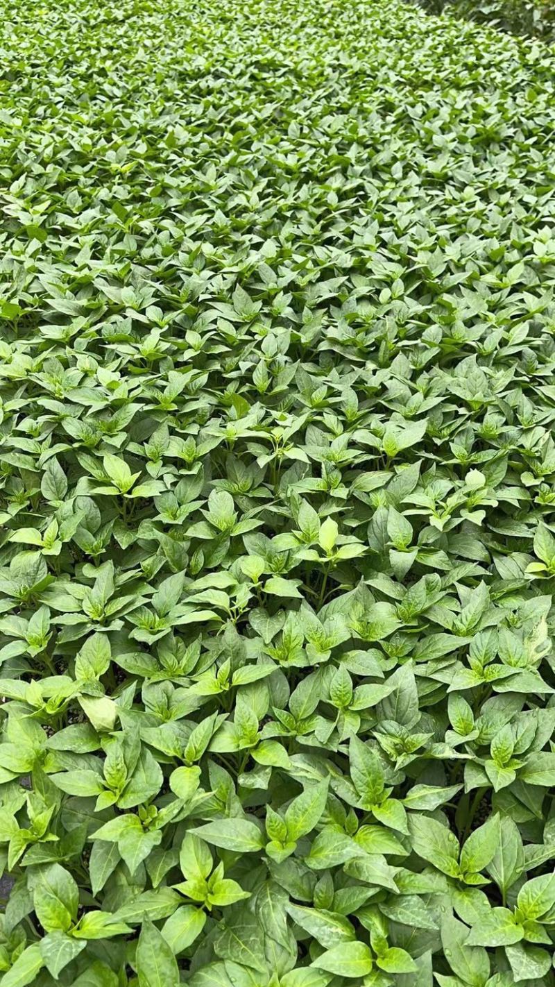 【文初·春研】早熟辣椒苗亩产4000KG～4500KG
