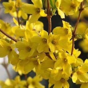 东北连翘干枝花迎春花水瓶插花嫩条芽多鲜切花量大优惠