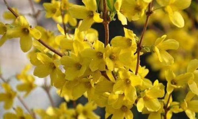 东北连翘干枝花迎春花水瓶插花嫩条芽多鲜切花量大优惠