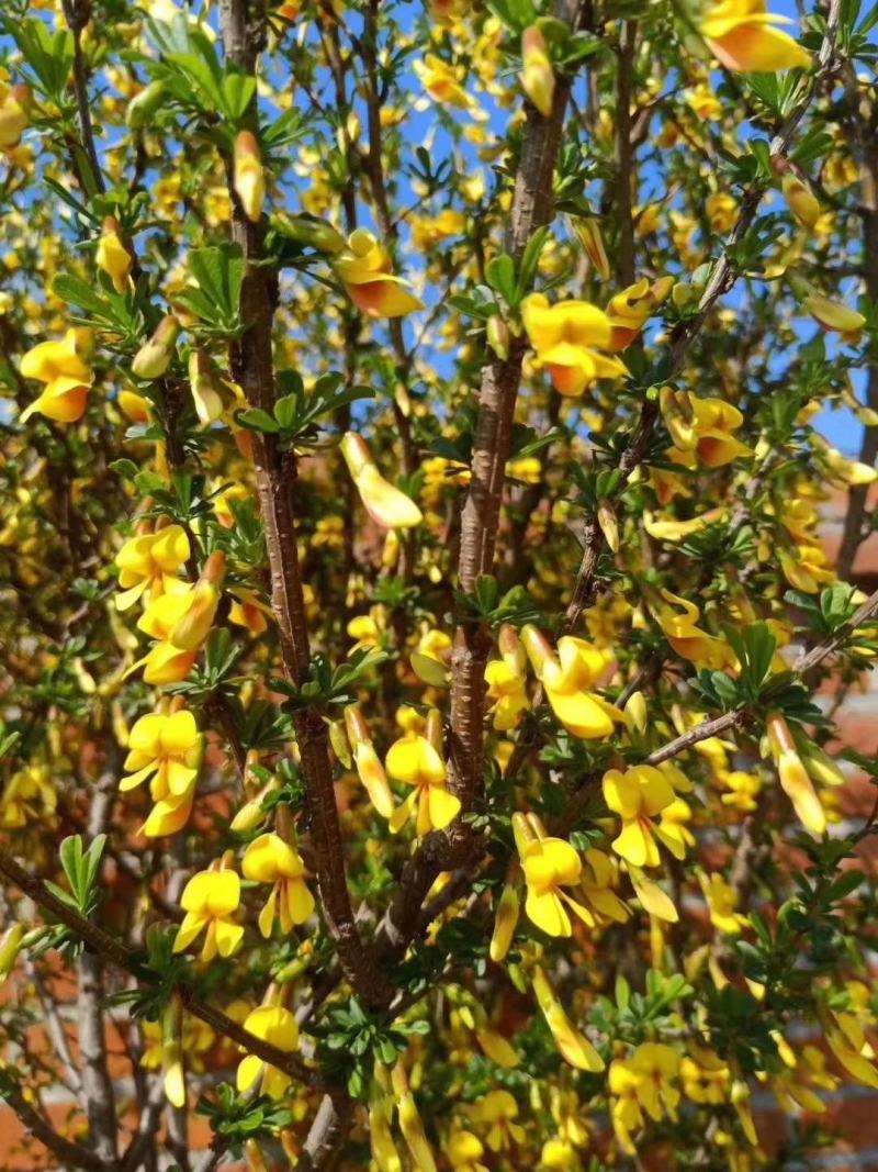 东北连翘干枝花迎春花水瓶插花嫩条芽多鲜切花量大优惠