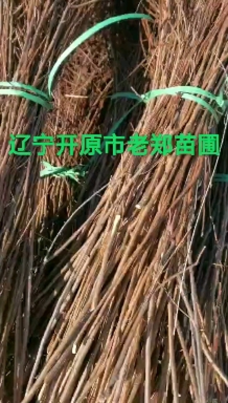 东北连翘干枝花迎春花水瓶插花嫩条芽多鲜切花量大优惠