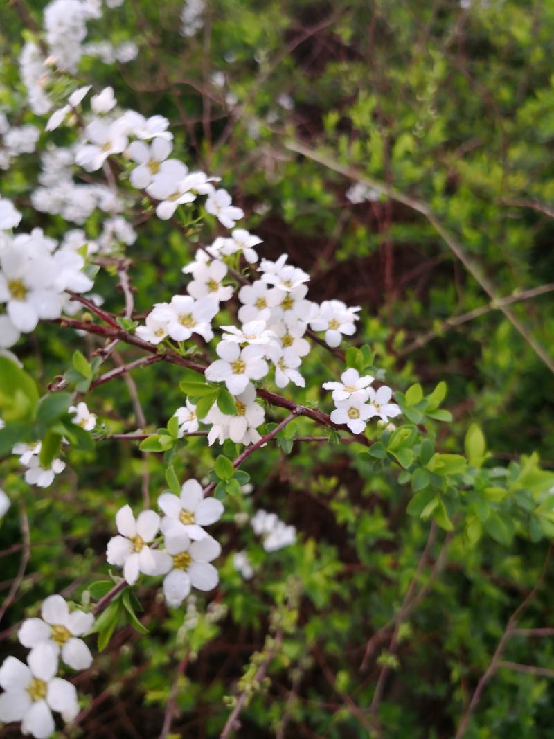 东北连翘干枝花迎春花水瓶插花嫩条芽多鲜切花量大优惠