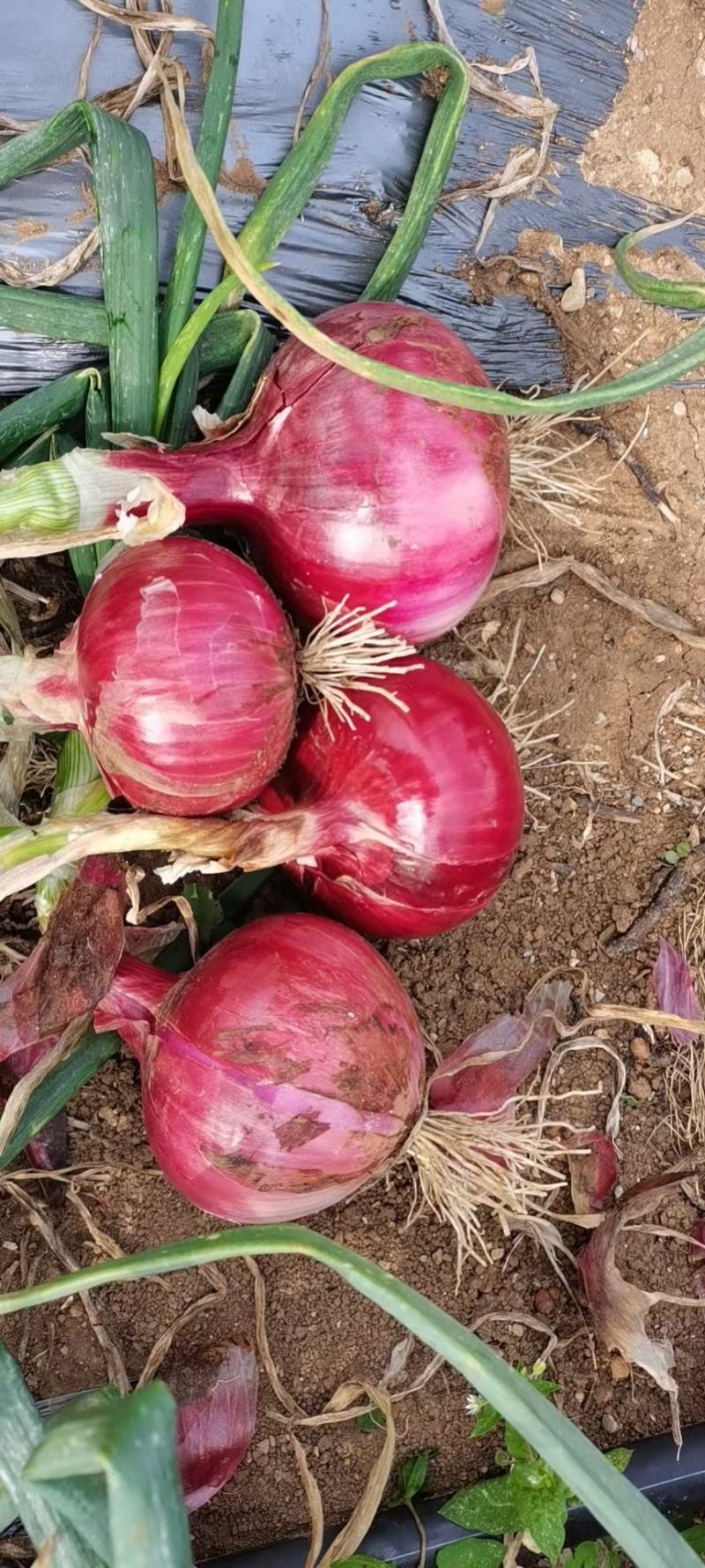 紫皮洋葱8厘米以上5-8长期供应