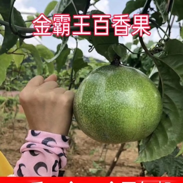 巴西大黄金百香果苗金霸百香果一斤一个当年结果