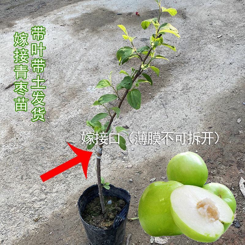 台湾大青枣果树苗嫁接苗南方种植盆栽地栽水果蜜丝青枣苗当年