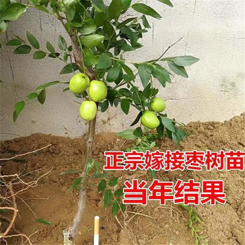 台湾大青枣果树苗嫁接苗南方种植盆栽地栽水果蜜丝青枣苗当年