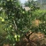 台湾大青枣果树苗嫁接苗南方种植盆栽地栽水果蜜丝青枣苗当年
