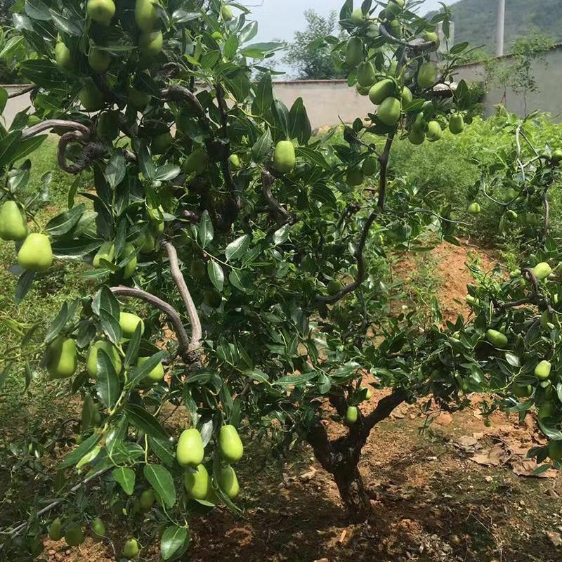 台湾大青枣果树苗嫁接苗南方种植盆栽地栽水果蜜丝青枣苗当年