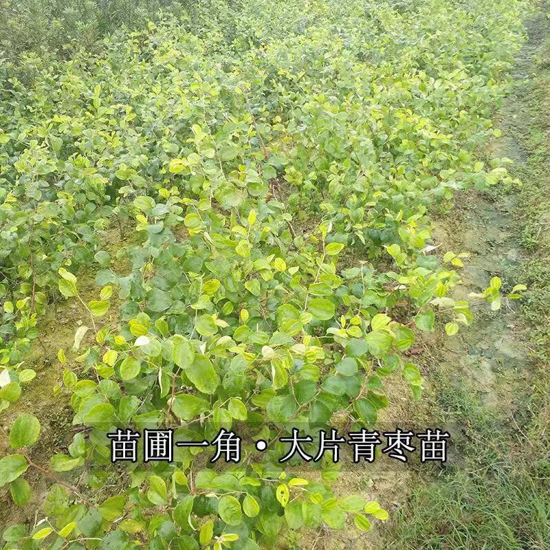 台湾大青枣果树苗嫁接苗南方种植盆栽地栽水果蜜丝青枣苗当年