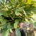 蟹爪兰蟹爪兰苗带根蟹抓兰仙人掌荷花室内绿植花卉大量现货