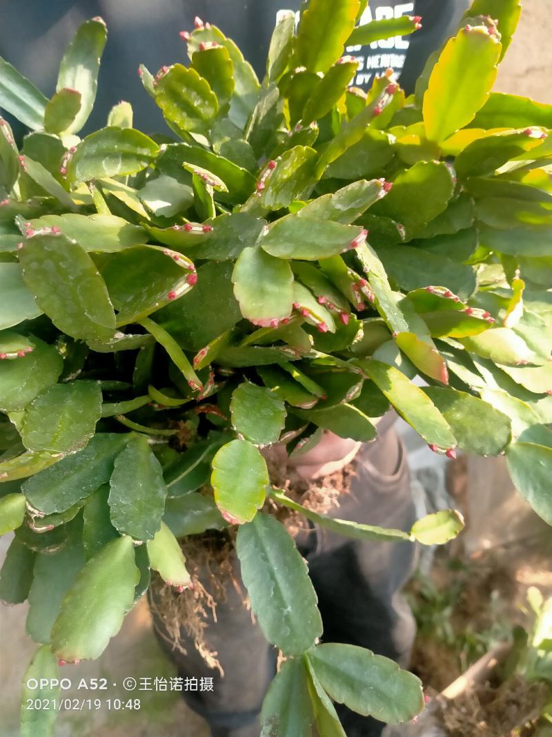 蟹爪兰蟹爪兰苗带根蟹抓兰仙人掌荷花室内绿植花卉大量现货