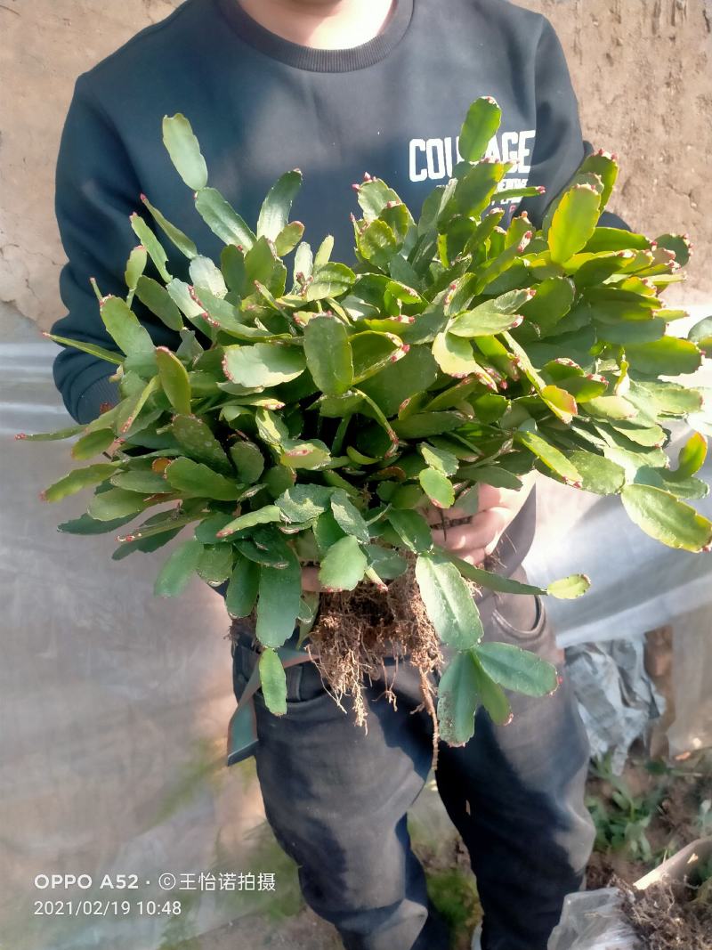 蟹爪兰蟹爪兰苗带根蟹抓兰仙人掌荷花室内绿植花卉大量现货