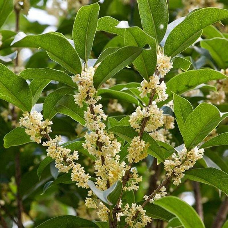 桂花树苗金桂丹桂八月桂四季桂盆栽花卉庭院绿植桂花苗浓香型