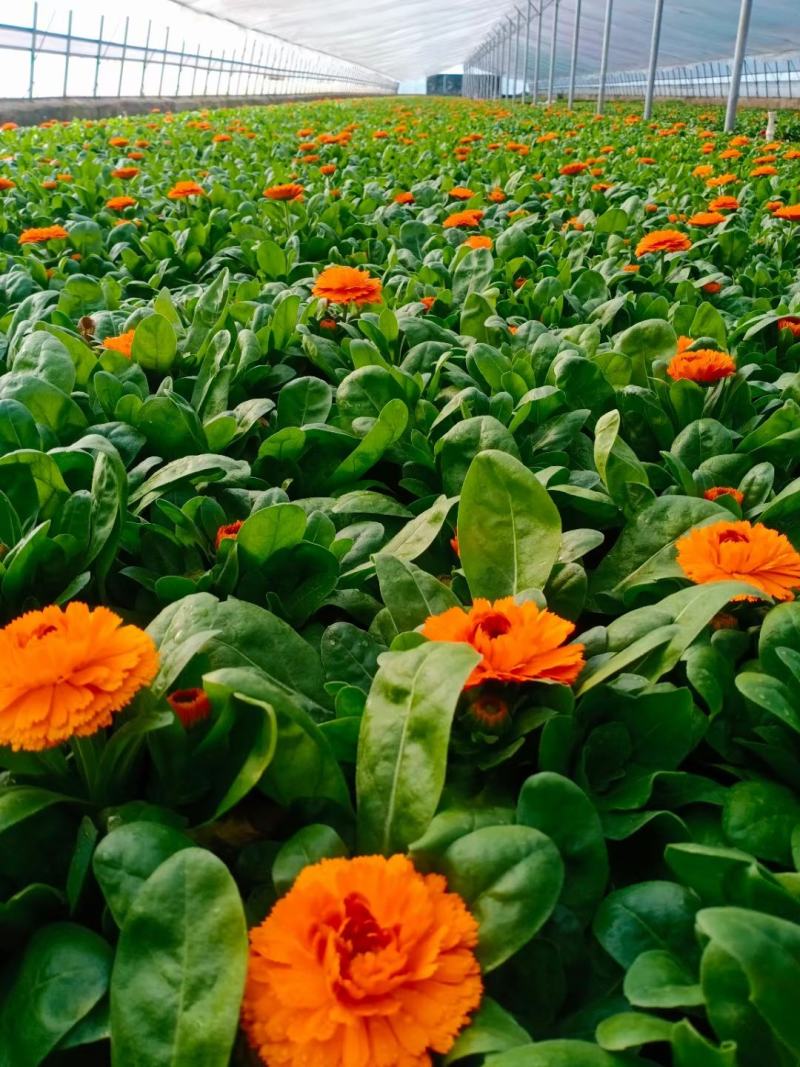 金盏菊（花色鲜艳夺目）产地直供耐寒耐旱庭院，公园适用