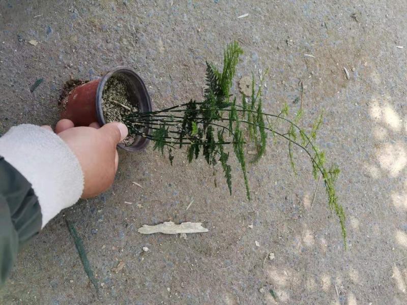 文竹一手货源产地直发质优价廉量大优惠