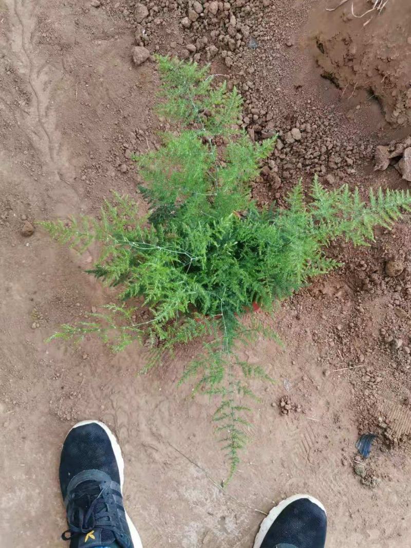 文竹一手货源产地直发质优价廉量大优惠