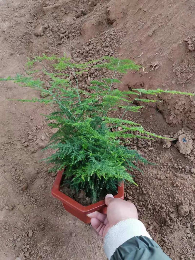 文竹一手货源产地直发质优价廉量大优惠
