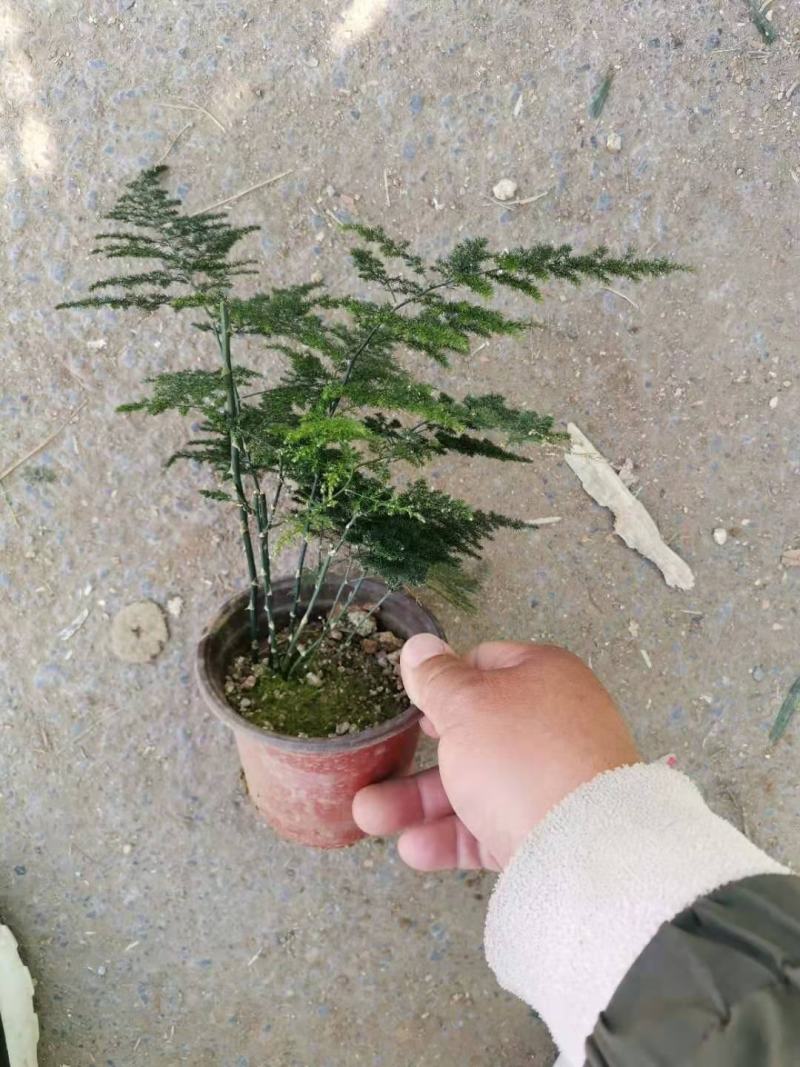 文竹一手货源产地直发质优价廉量大优惠