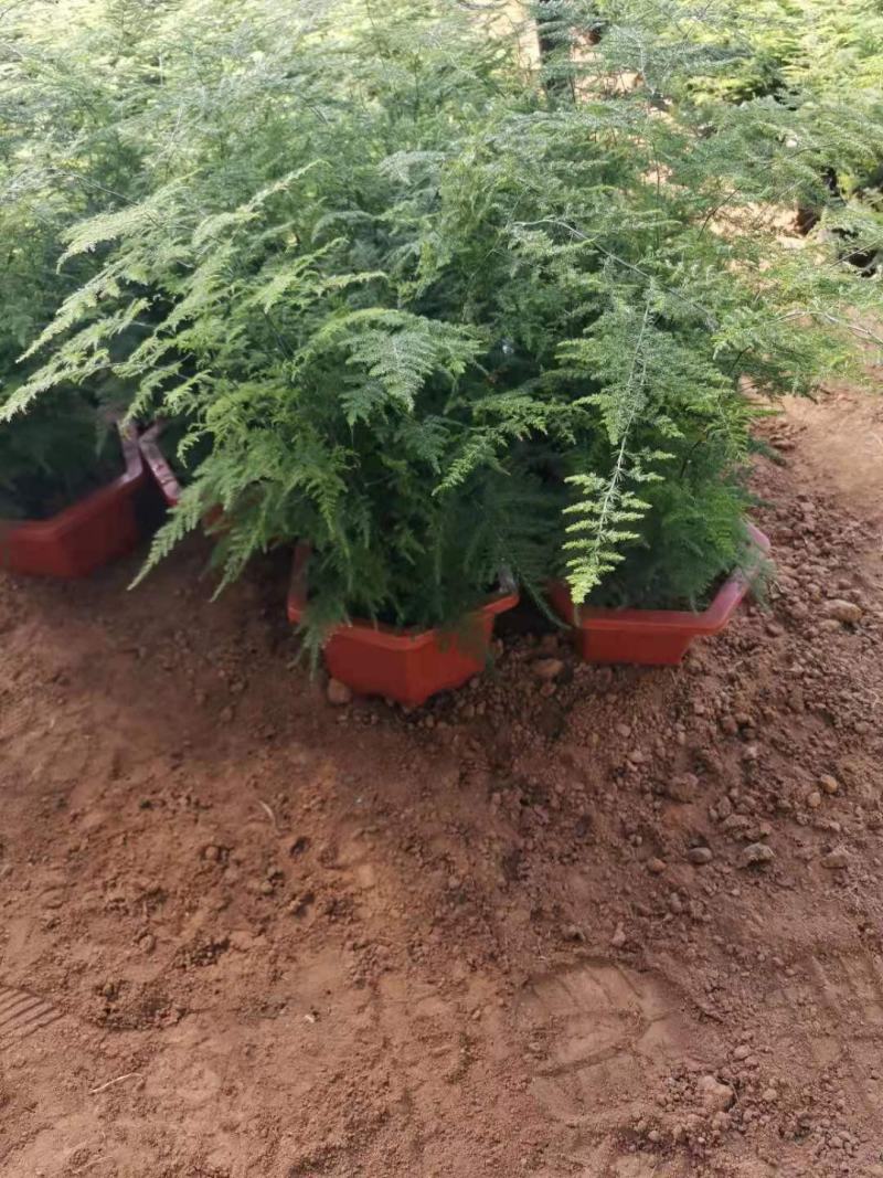 文竹一手货源产地直发质优价廉量大优惠