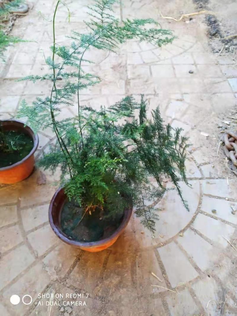 文竹一手货源产地直发质优价廉量大优惠