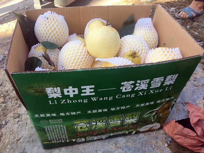梨树苗梨子苗梨苗-翠冠梨嫁接苗，栽后第二挂