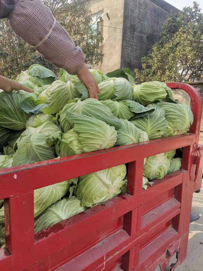 莲花白，精品好货，货源充足