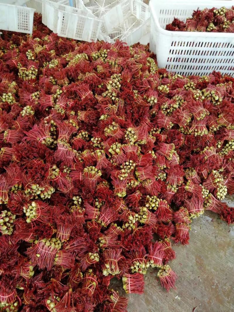 大量供应正宗红香椿芽，