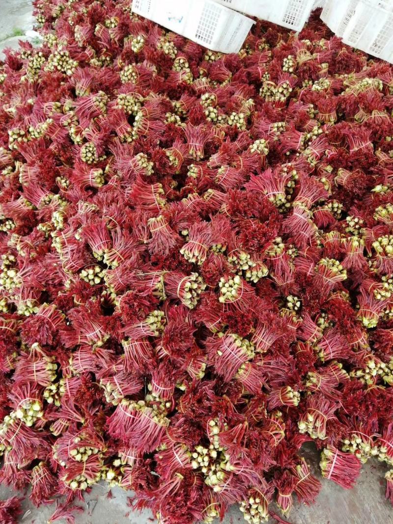 大量供应正宗红香椿芽，