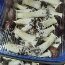 球盖菇，羊肚菌，雪莲菇，巴西蘑菇，姬松茸